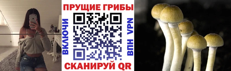 KRAKEN ТОР  Воскресенск  Псилоцибиновые грибы GOLDEN TEACHER  купить наркотики сайты 